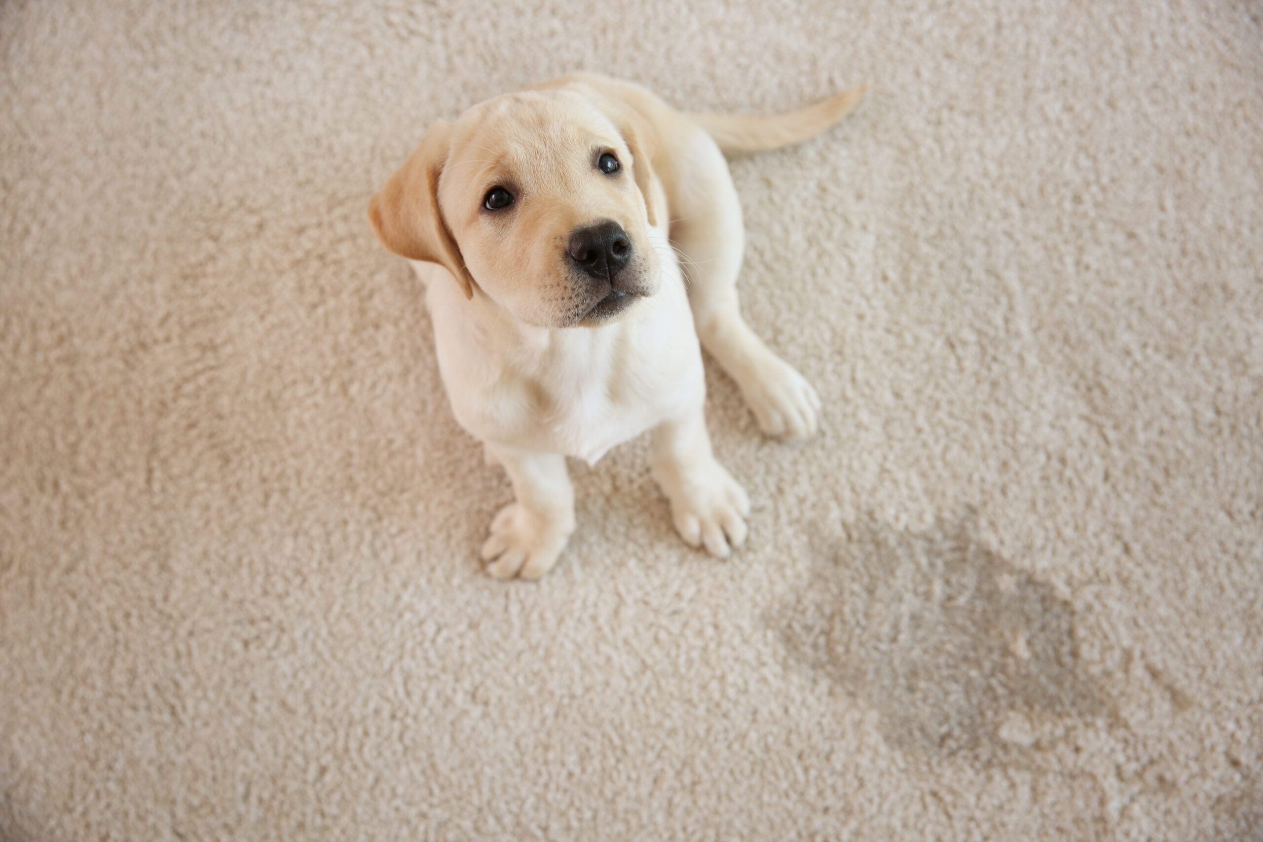 How Professionals Clean Heavily Soiled Carpet: When Dirt — Not Stains — Is the Problem 11 Cute puppy sitting on carpet near wet spot